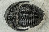 Hollardops Trilobite Fossil - Ofaten, Morocco #311258-1